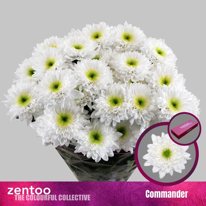 <h4>CHR T COMMANDER</h4>