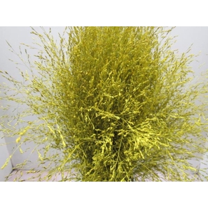 Panicum Warrior Geel