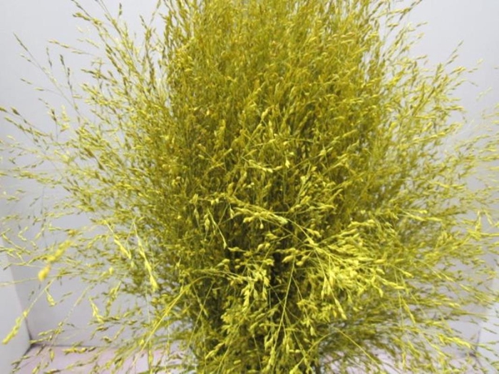 <h4>Panicum Warrior Geel</h4>