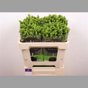 Phlox P Green Lion