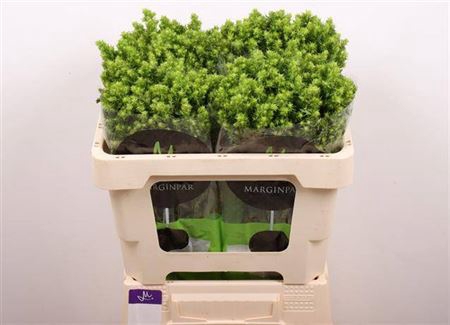 <h4>Phlox P Green Lion</h4>