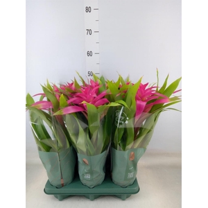 Guzmania  'Deseo Pink'