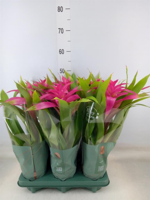<h4>Guzmania  'Deseo Pink'</h4>