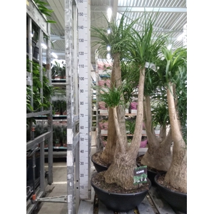 Beaucarnea recurvata