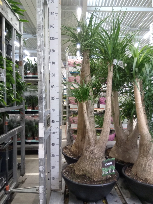 <h4>Beaucarnea recurvata</h4>
