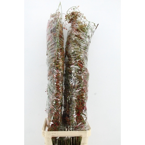 ROSA CORALLO RED 150CM