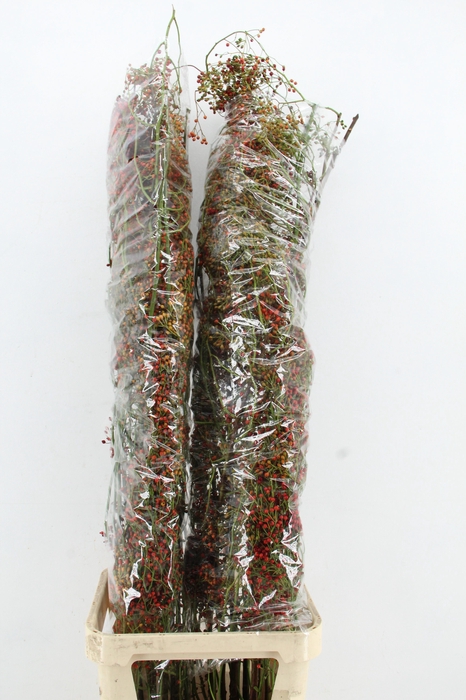 <h4>ROSA CORALLO RED 150CM</h4>
