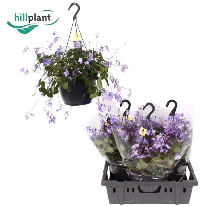 <h4>Streptocarpus saxorum</h4>