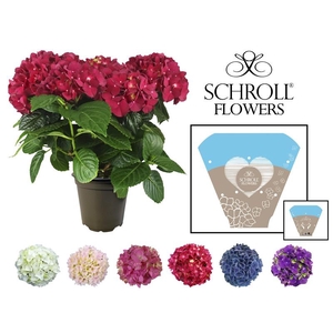 HYDRANGEA MACROPHYLLA