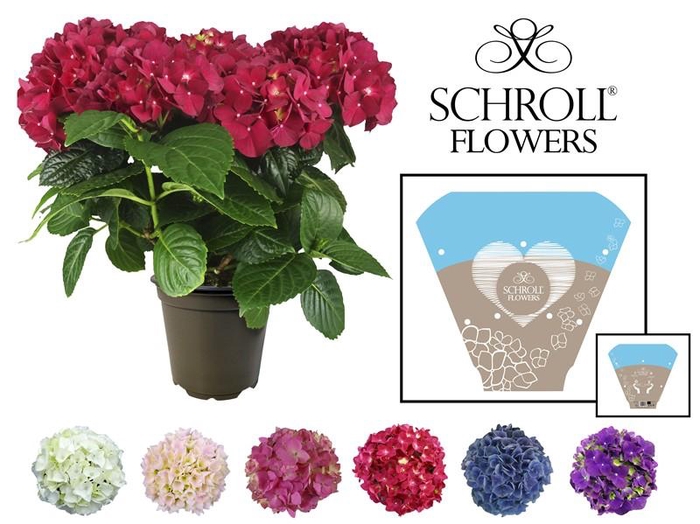 <h4>HYDRANGEA MACROPHYLLA</h4>