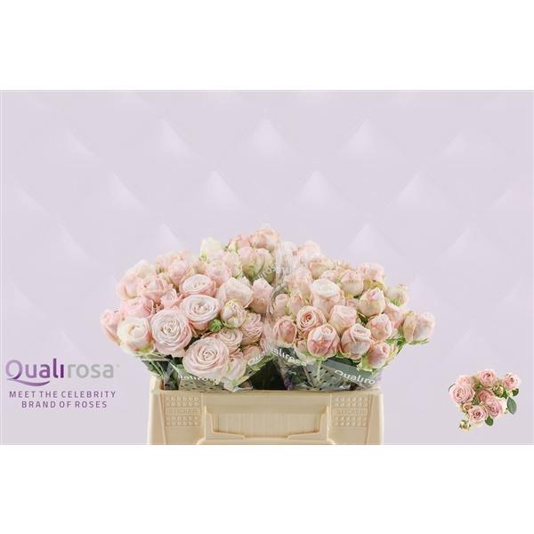 <h4>R Tr Bombastic</h4>