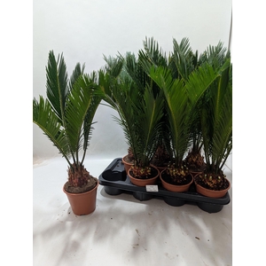 CYCAS REVOLUTA
