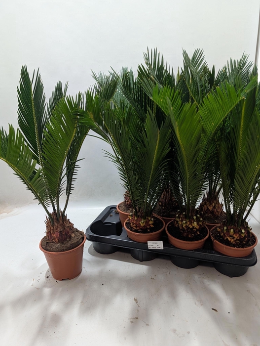 <h4>CYCAS REVOLUTA</h4>