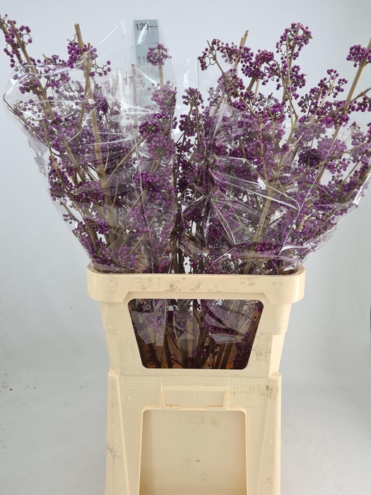 <h4>CALLI BO MAGI LILAC</h4>