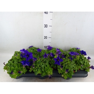 Petunia  'Famous Blue'