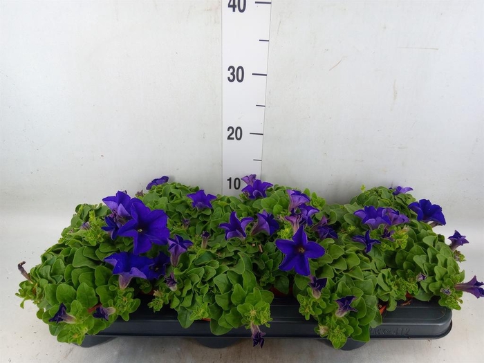 <h4>Petunia  'Famous Blue'</h4>