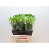 Ornithogalum Thyrsoides