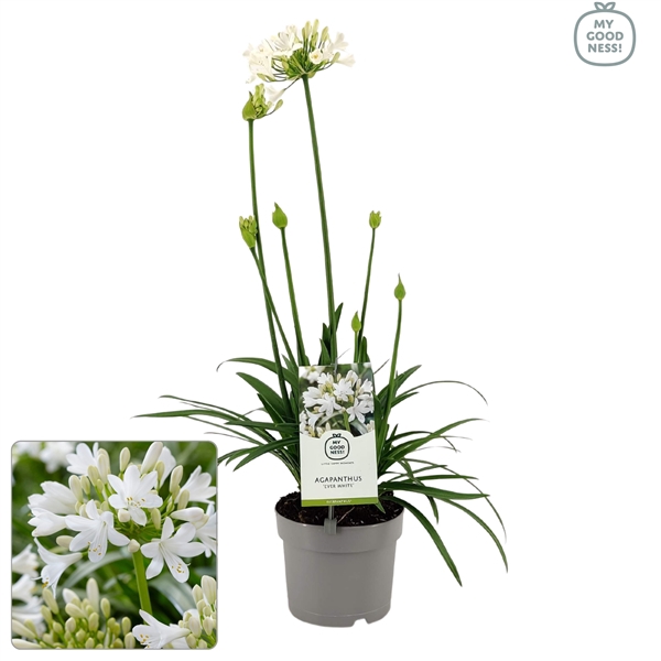 <h4>Agapanthus 30-35 /2 liter 'Ever White'</h4>