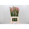 Nerine Bicolor Lipstick