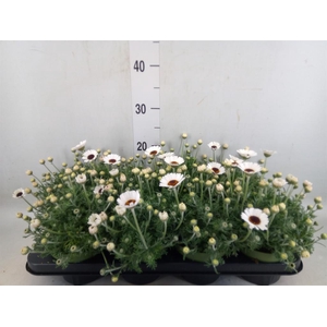 Rhodanthemum  'Casablanca'