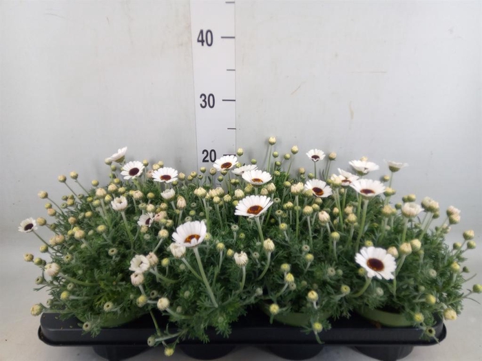 <h4>Rhodanthemum  'Casablanca'</h4>