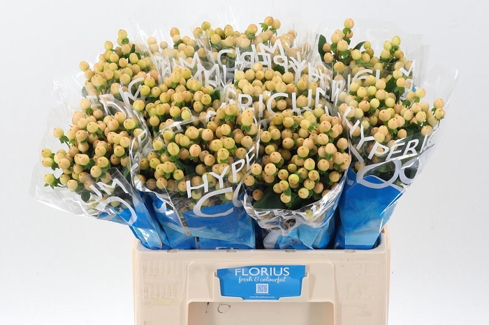 <h4>Hyp Coco Gelato</h4>