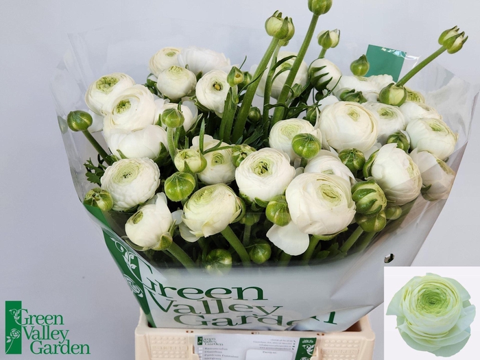 <h4>RAN AAZUR WHITE 60 GR.</h4>