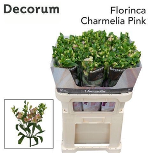 ALST FL CHARMELIA PINK