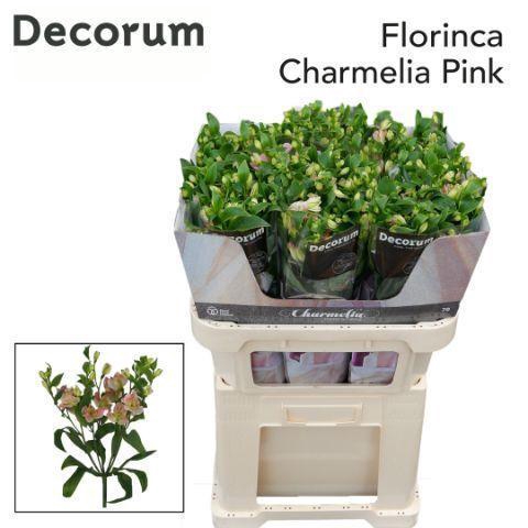 <h4>ALST FL CHARMELIA PINK</h4>