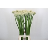 Allium Mount Everest