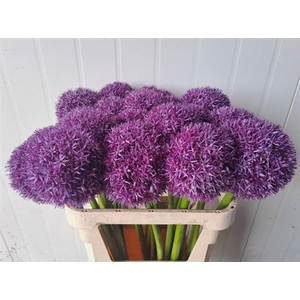 Allium Globemaster