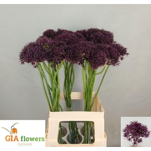 ALLIUM ATROPURPUREUM ALLIUM ATROPUR
