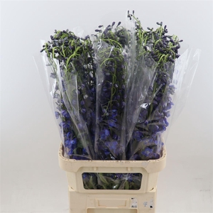 Delphinium single Sea Waltz