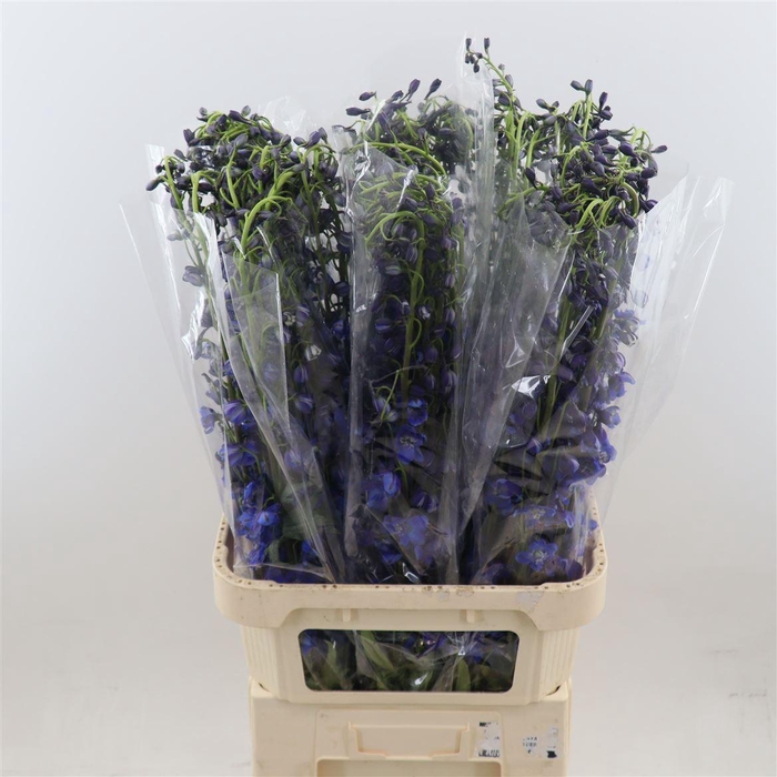 <h4>Delphinium single Sea Waltz</h4>