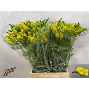 Freesia du Boulevard