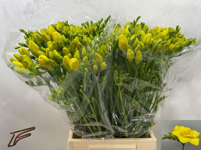 <h4>Freesia du Boulevard</h4>