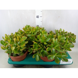 Crassula ovata 'Sunset'
