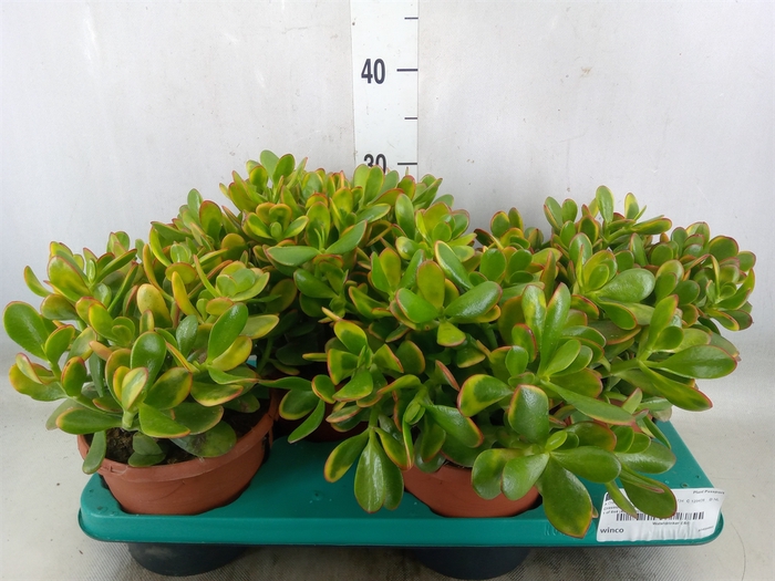<h4>Crassula ovata 'Sunset'</h4>