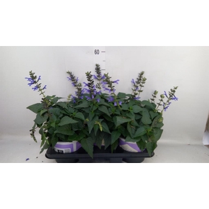 Salvia  'Salgoon Lake Como'
