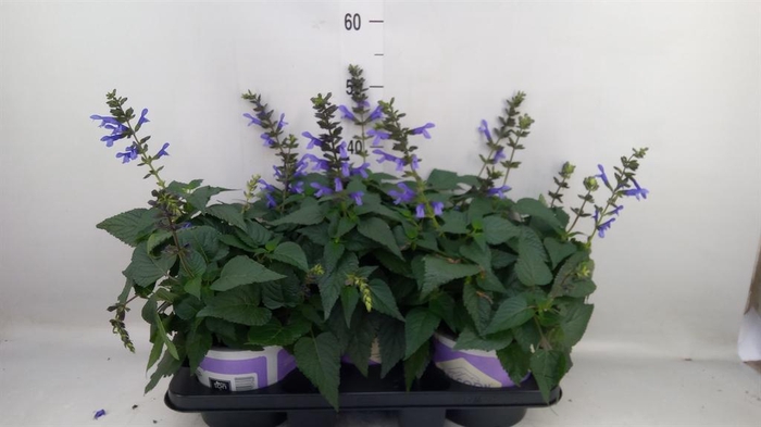 <h4>Salvia 'Salgoon Lake Como'</h4>