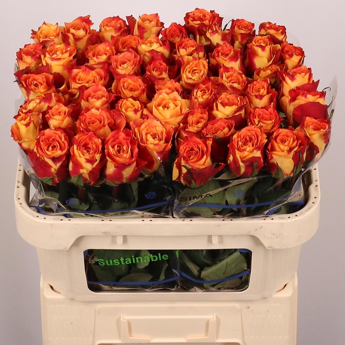 <h4>R GR SILANTOI@</h4>