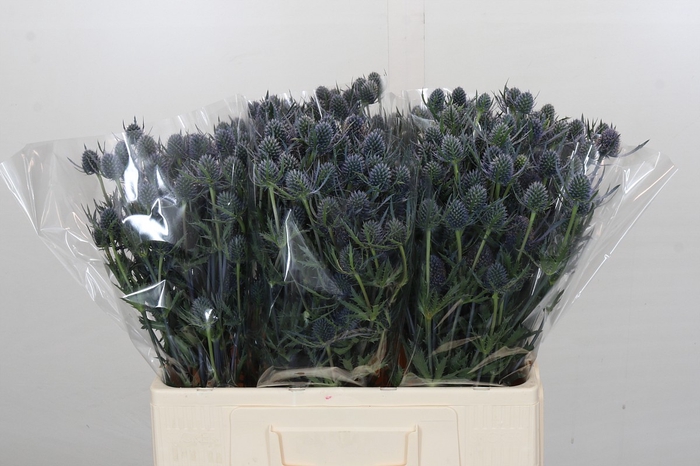 Eryngium Blue Dynamite