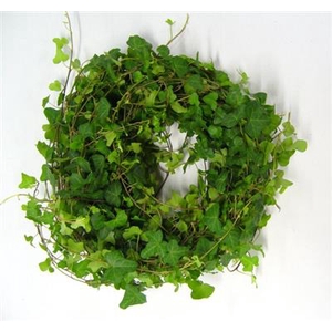 HEDERA RANKEN GROEN