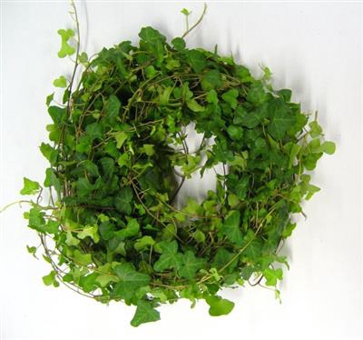 <h4>HEDERA RANKEN GROEN</h4>