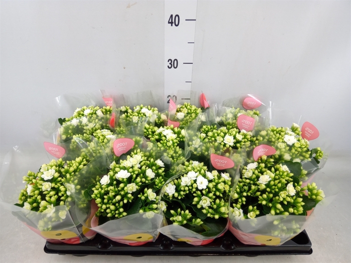 <h4>Kalanchoe  'RoseFlow Greta'</h4>