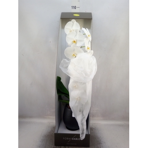 Phalaenopsis   ...white