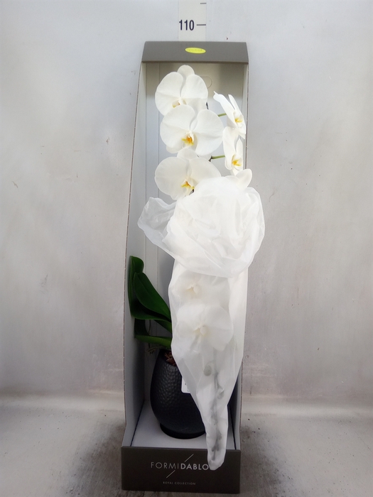 <h4>Phalaenopsis   ...white</h4>