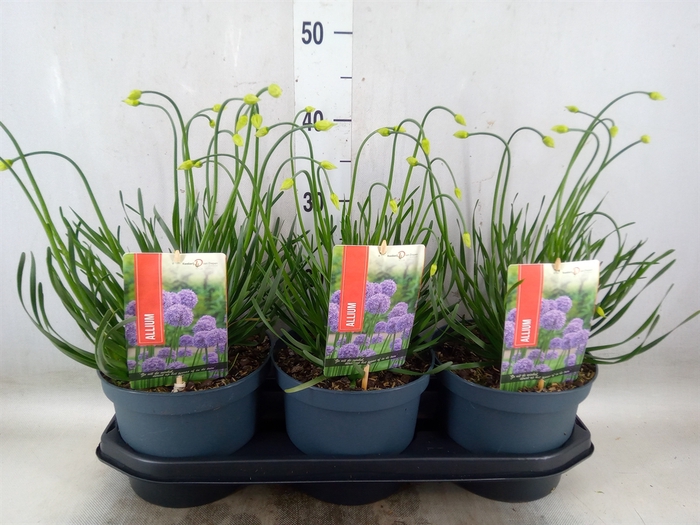 <h4>Allium   ...</h4>