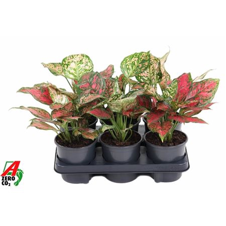 <h4>Aglaonema Red Valentine</h4>