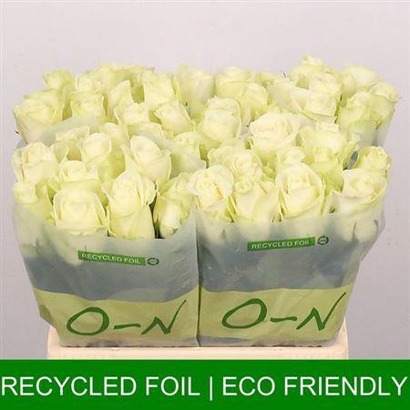 <h4>R Gr Snowstorm+</h4>